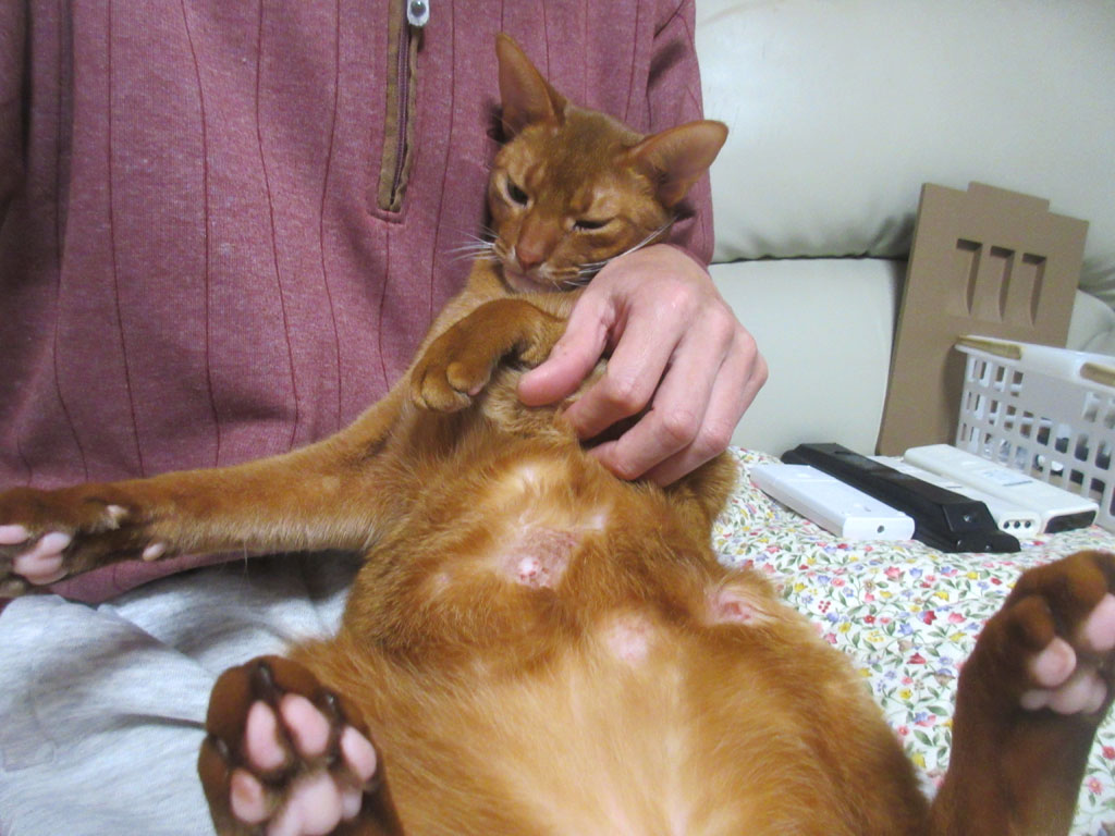 昨日のアビのすけ君。