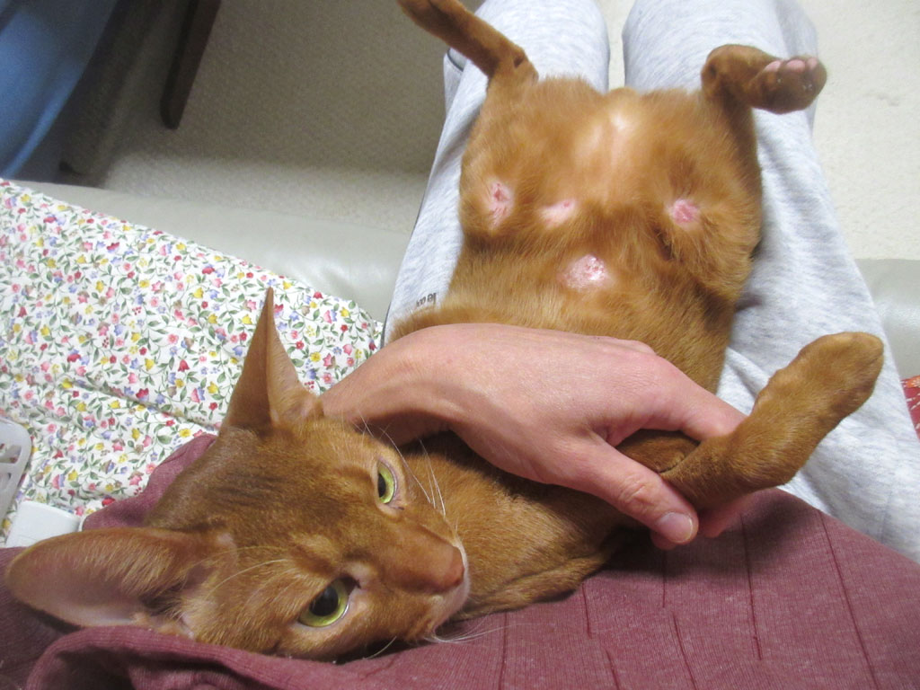 今晩のアビのすけ君。