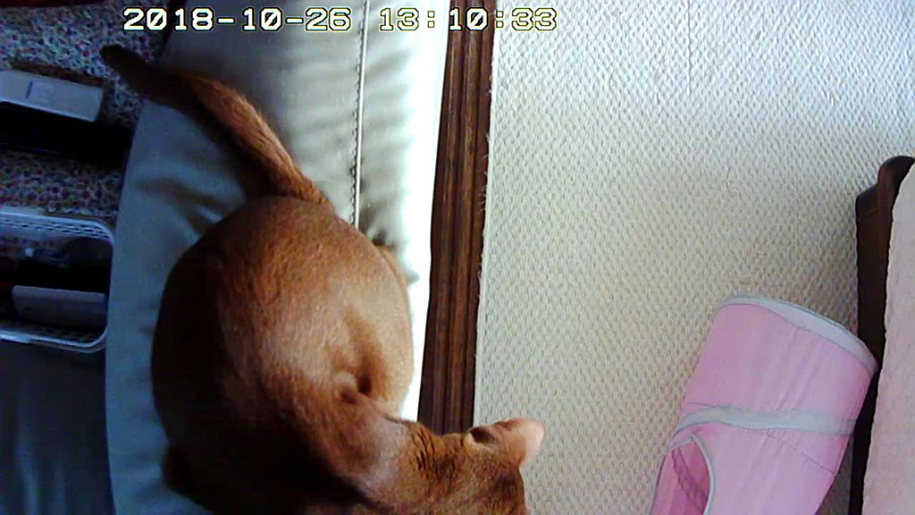 笑えるアビのすけ。