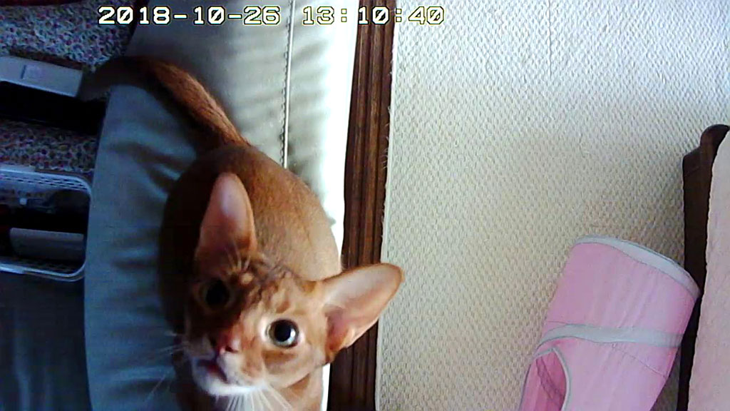 面白いアビのすけ。