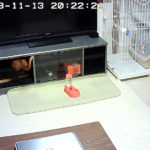 頭隠して尻隠さず。