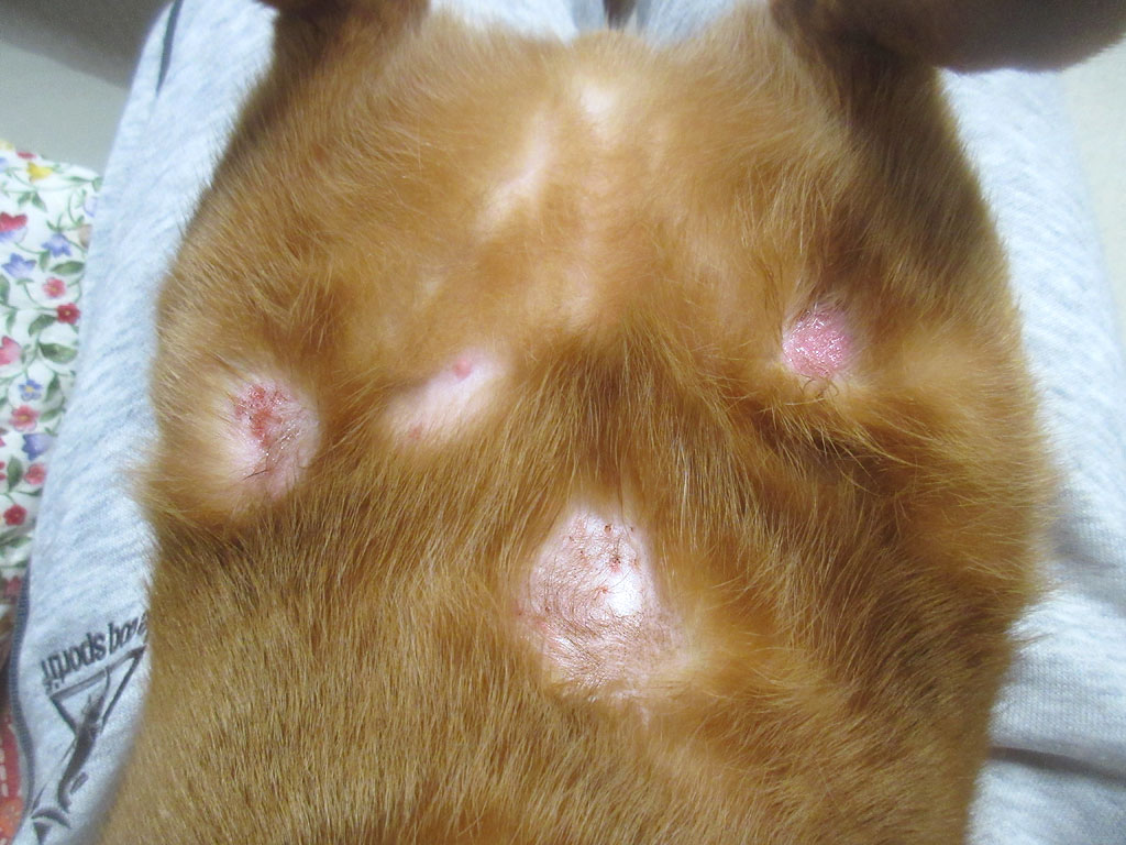 頑張って治さなきゃ。