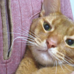 アビシニアンのアビのすけ。