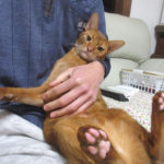 かわいいアビのすけ君。