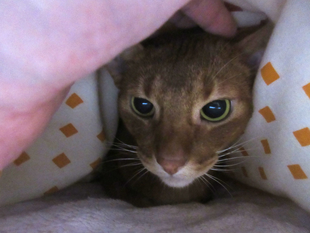 癒しのアビのすけ君。