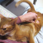 4日前のアビのすけ君。