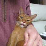 アビシニアンのアビのすけ君。