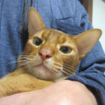 元気なアビのすけ君。