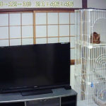 腕白坊主のアビのすけ。