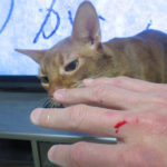 血を見た飼主。