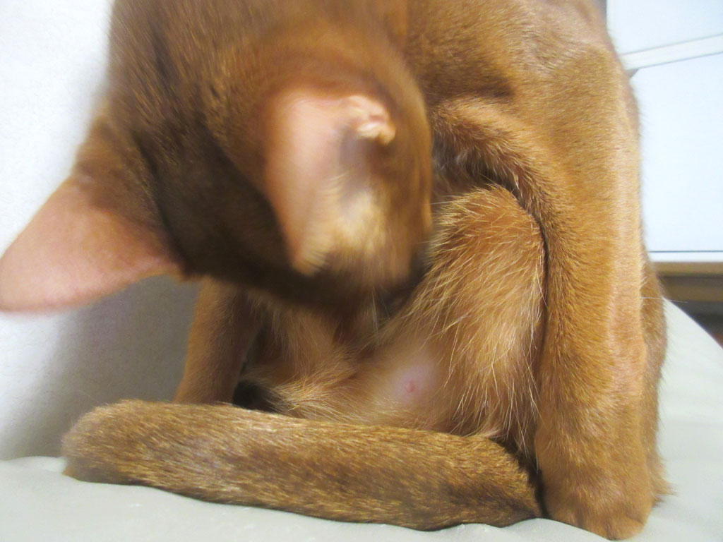 怪しい行動のアビのすけ。