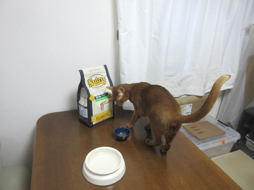 ご飯に視線を送るアビのすけ。