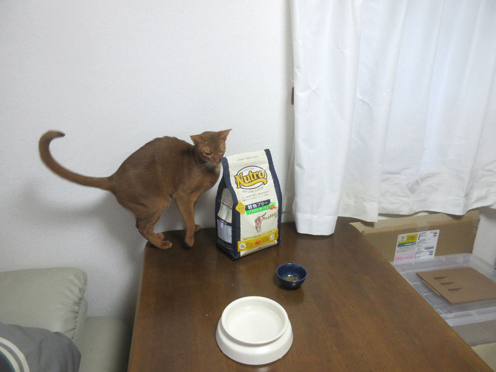 ニュートロに絡むアビのすけ。