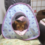 ちゃっかりアビのすけ君。