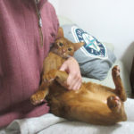 4日前の朝のアビのすけ。