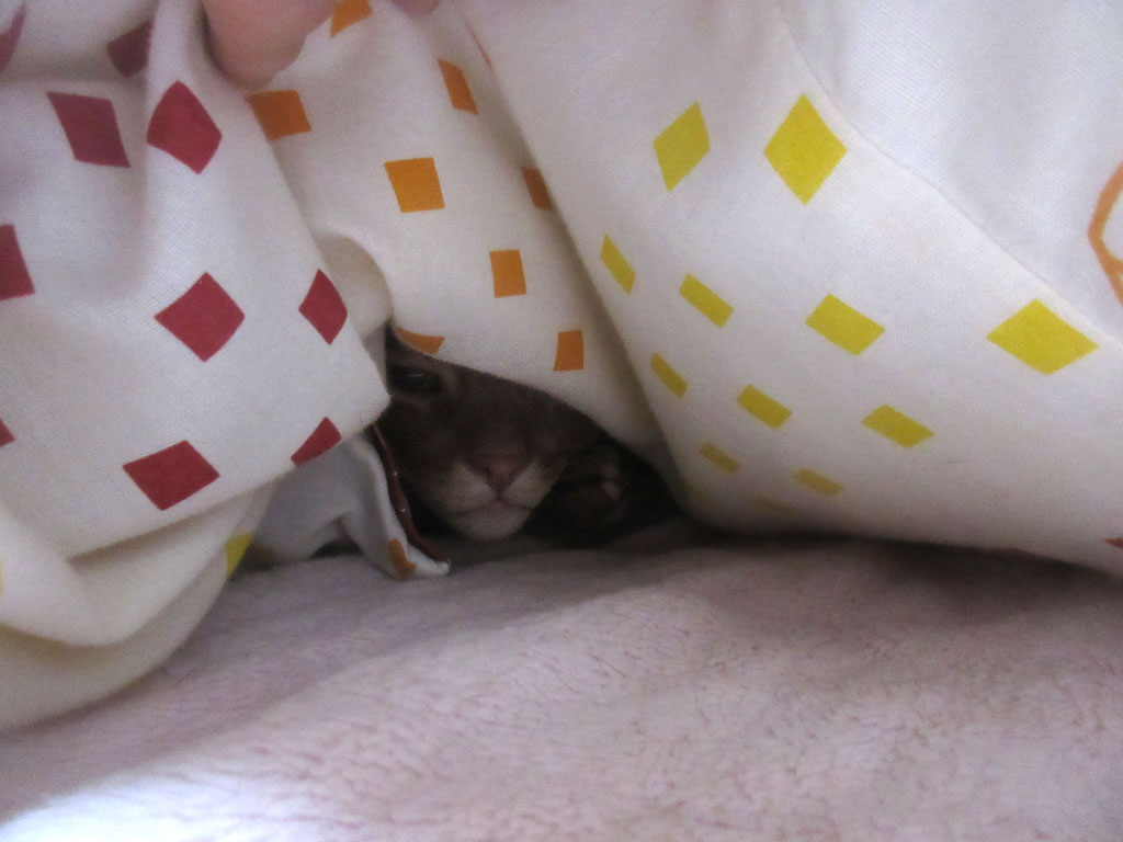 ちゃっかりアビのすけ。