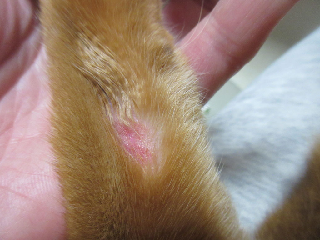 皮膚炎1号もチェック。