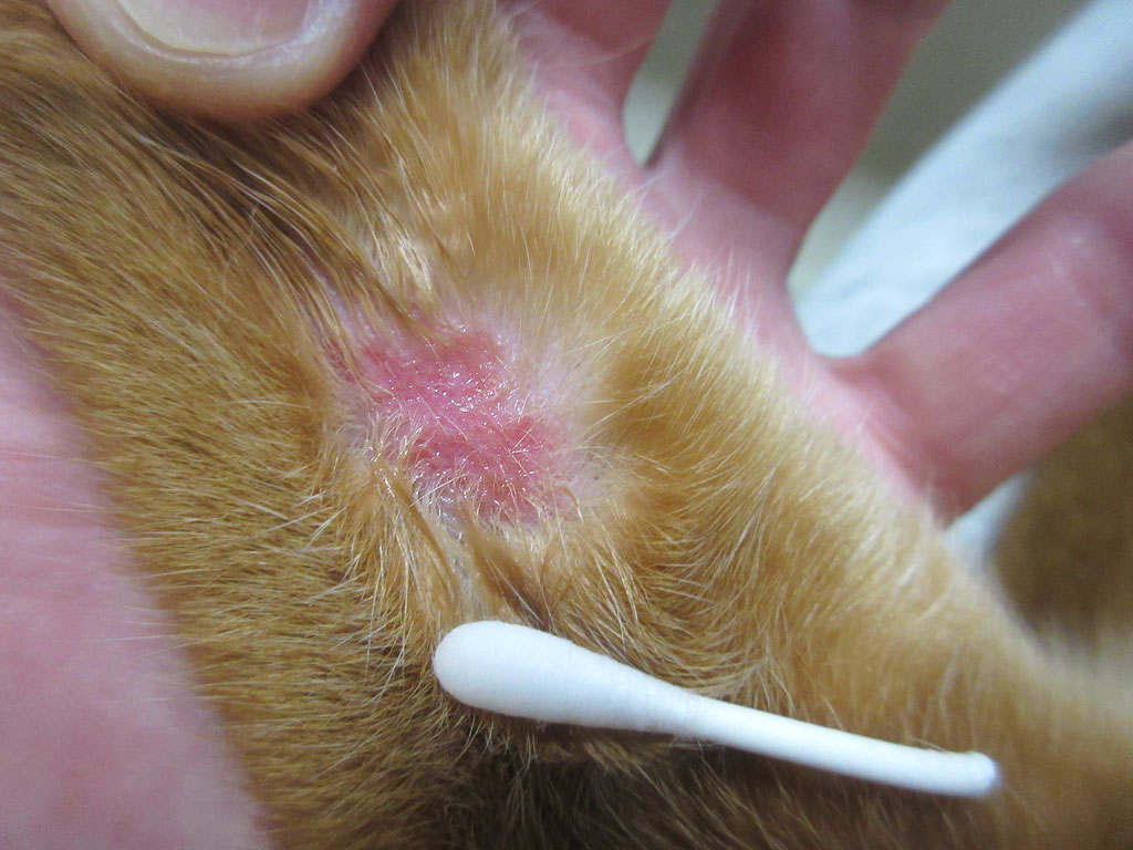 モメタオティックを。