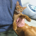 おとといの晩のアビのすけ君。