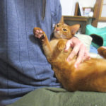 アビシニアンのアビのすけ君。