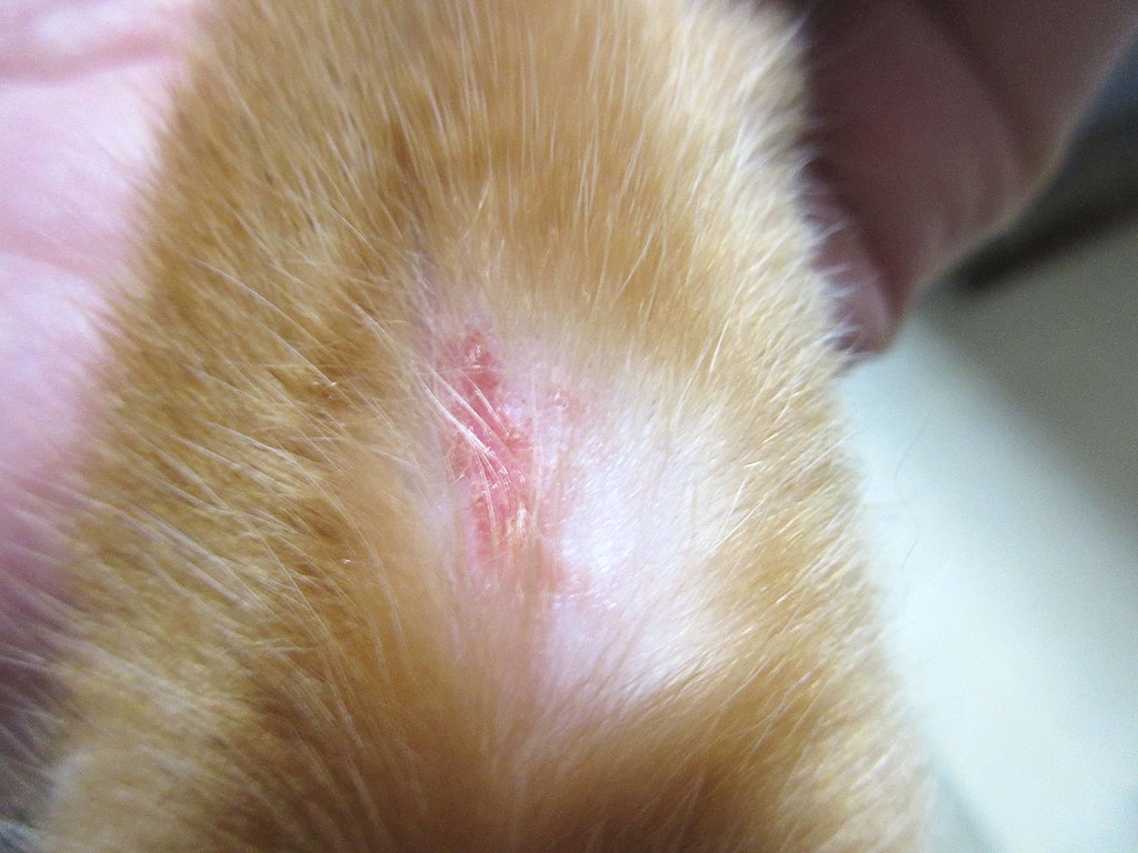 左腕の内側の皮膚炎。