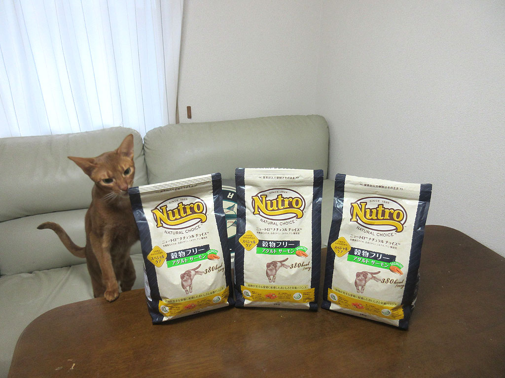 真顔のアビのすけは男前。