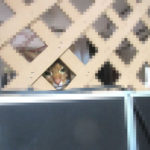 こっちを覗くアビのすけ。