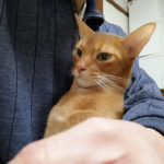 おとといの晩のアビのすけ君。