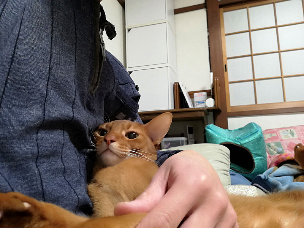 観念したアビのすけ。