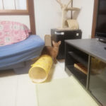 金魚の糞のアビのすけ君。