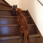 微笑ましい光景。