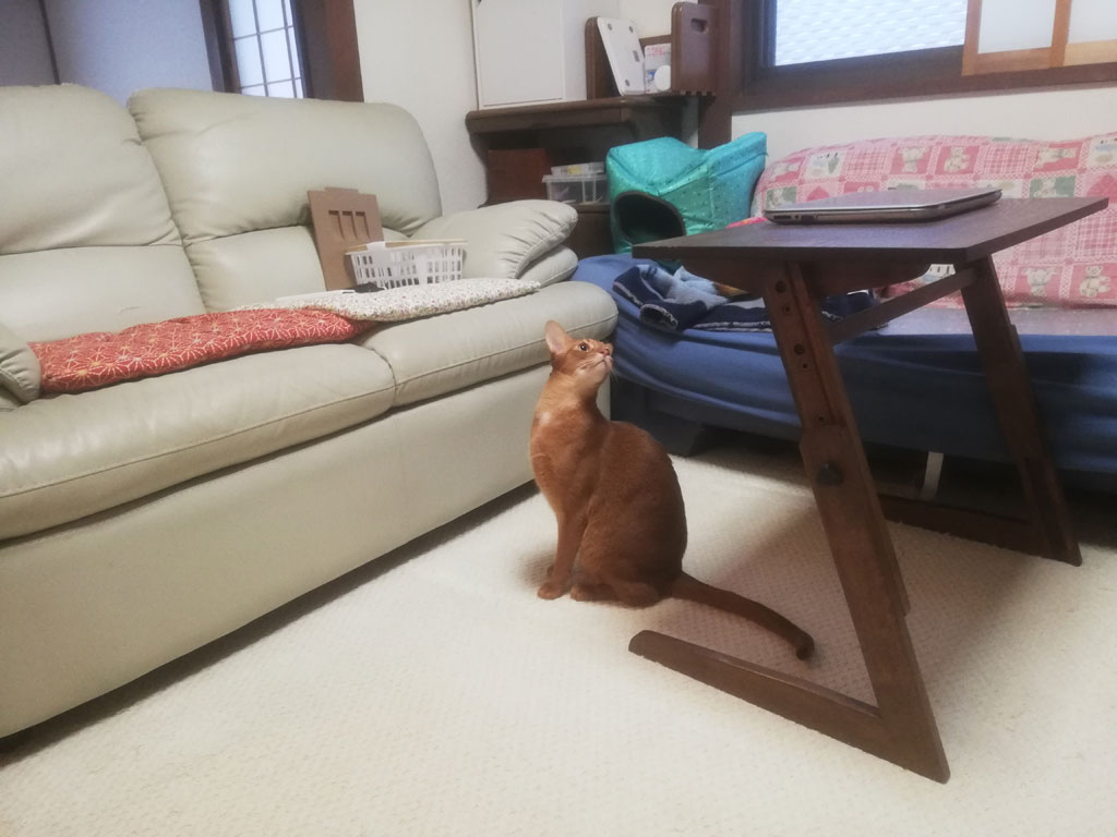 キョロキョロするアビのすけ。