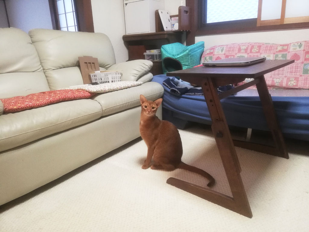 猫らしいポーズのアビのすけ君。