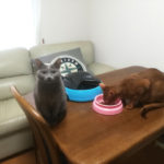 ロシ子とアビのすけ。