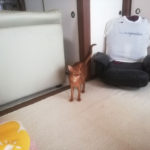 2階にやって来たアビのすけ。