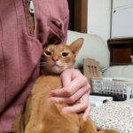 昨日の晩のアビのすけ君。