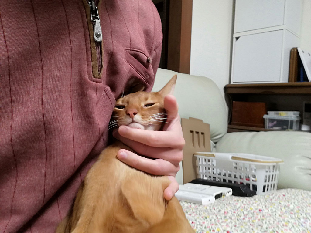 かわいいアビのすけ。