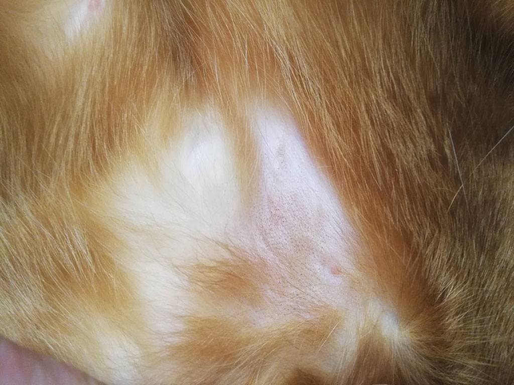 皮膚炎2号完治。