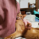 元気いっぱいのアビのすけ。