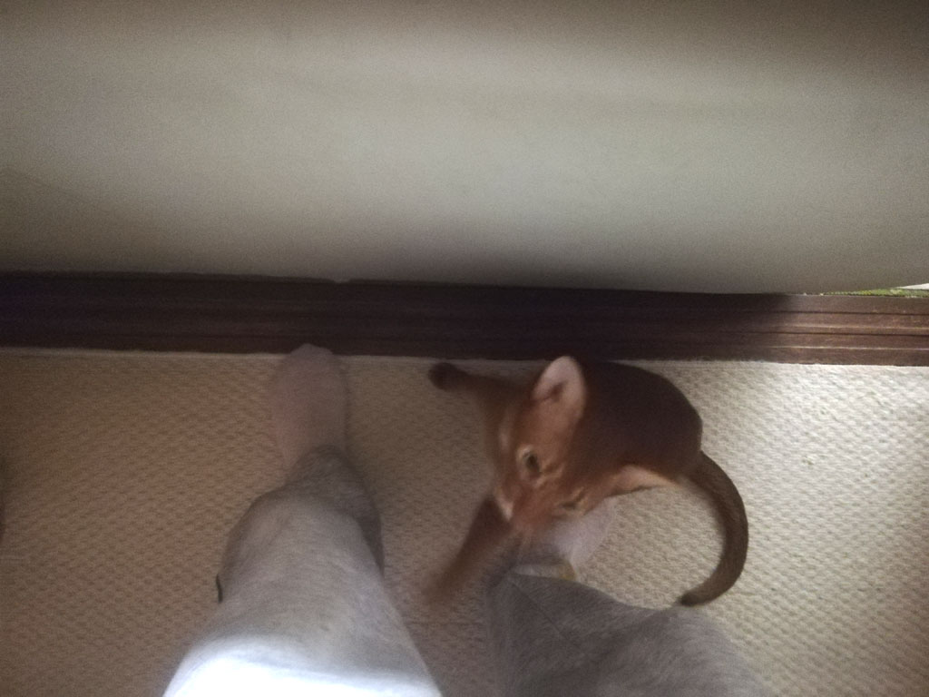 朝から元気なアビのすけ。