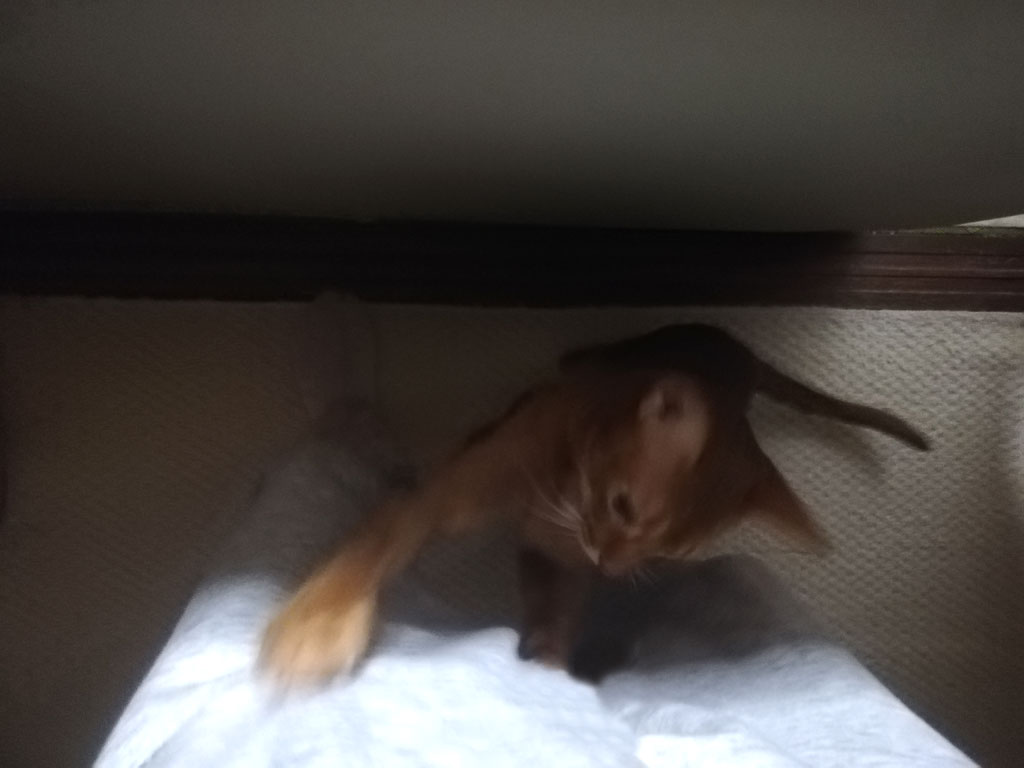 絡んで来るアビのすけ。