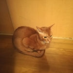 黄金色のアビのすけ。