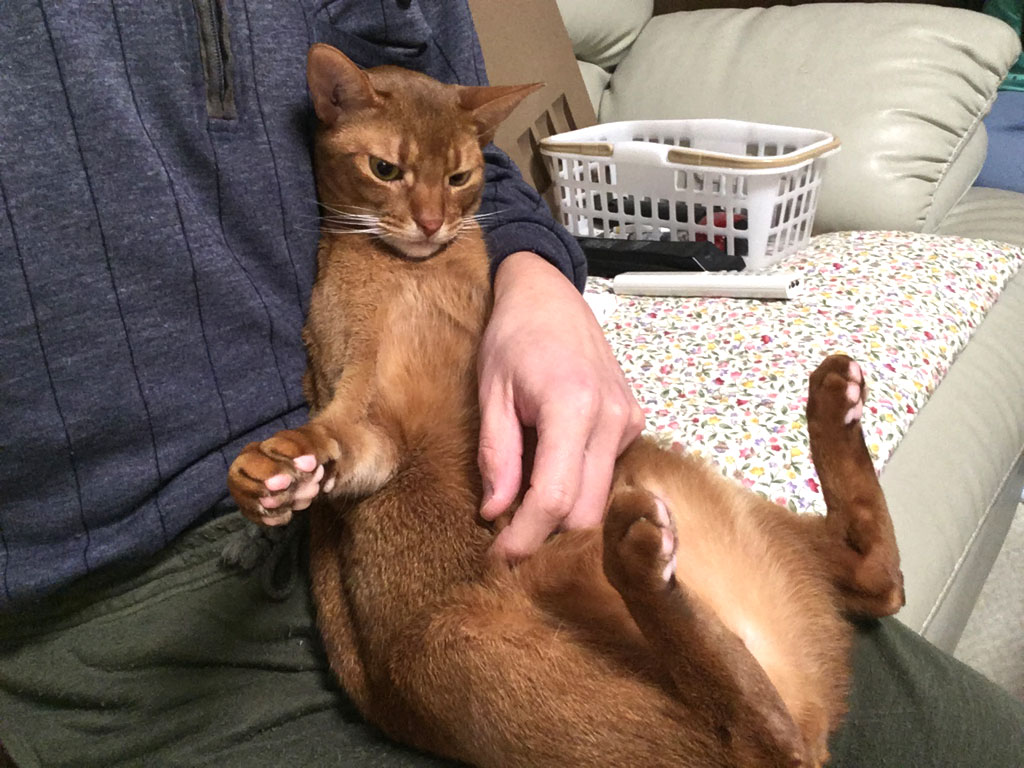 お利口さんのアビのすけ。