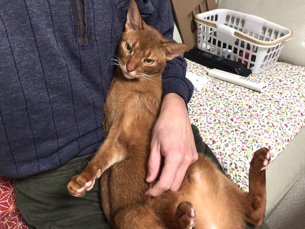 お利口さんなアビのすけ。