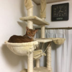 iPhone-20190506_0337-1