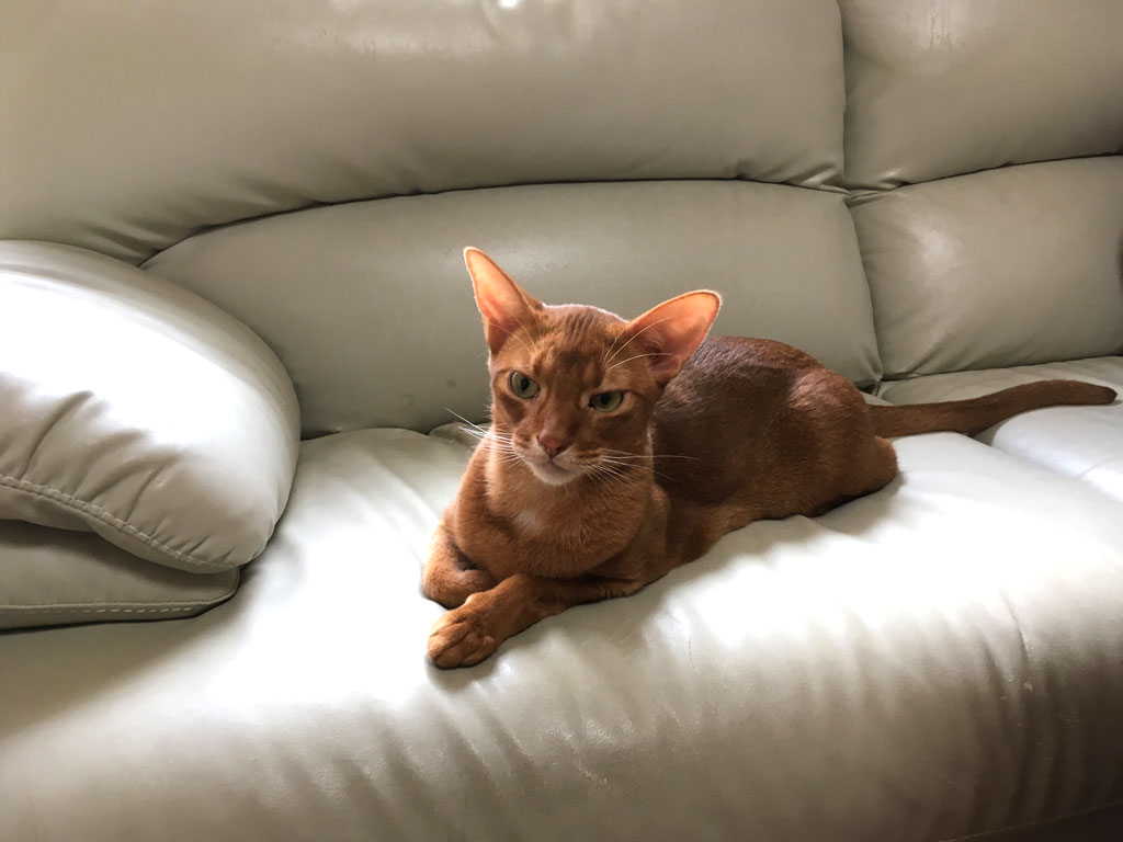 iPhone-20190717_1024-1