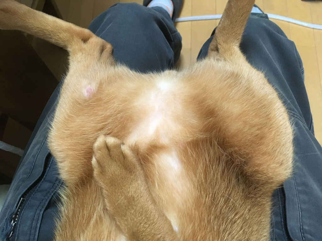 iPhone-20190726_1424-3