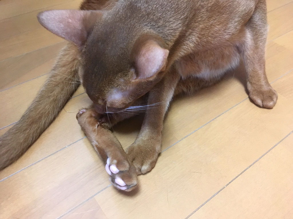 iPhone-20190808_1554-8