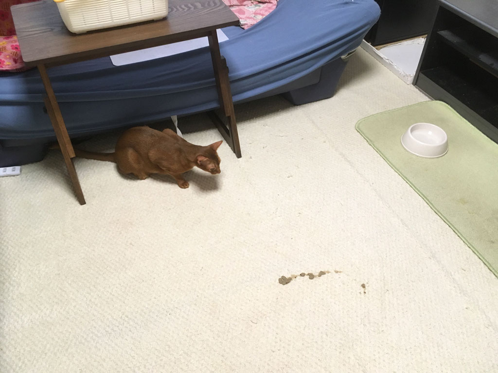 iPhone-20190817_1302-1