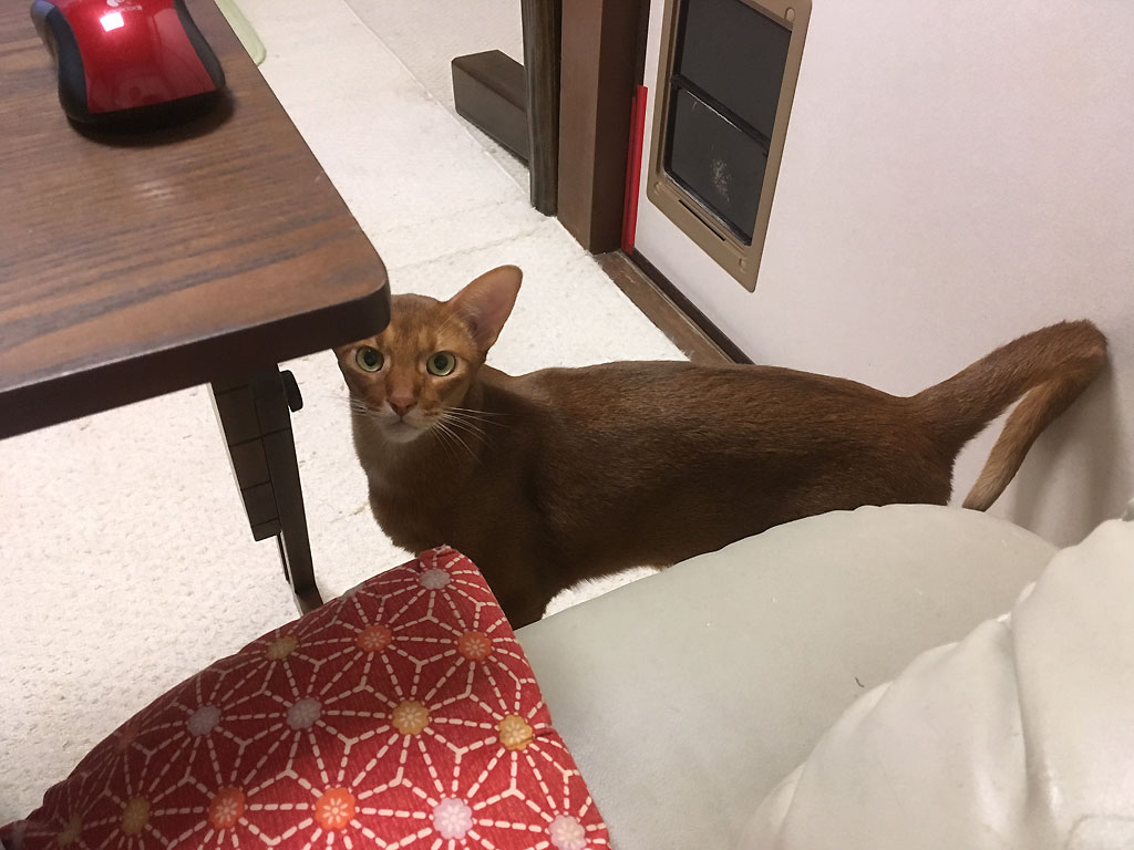 iPhone-20190915_0934-2